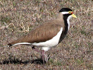 Banded Lapwing