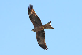 Black Kite