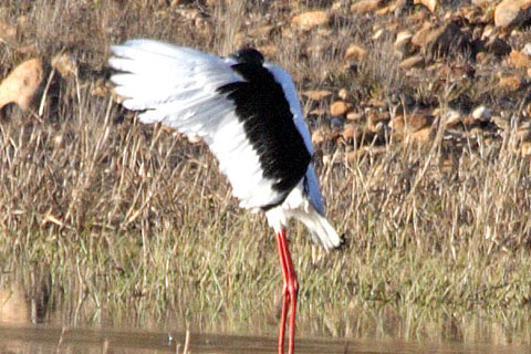 Black-necked Stork