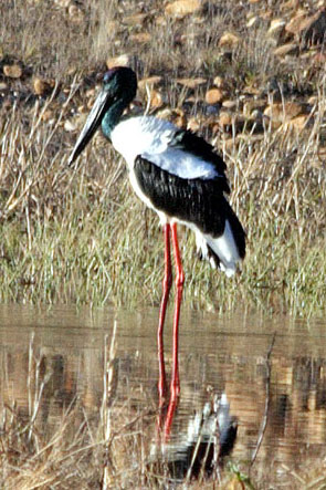 Black-necked Stork