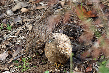 Brown Quail