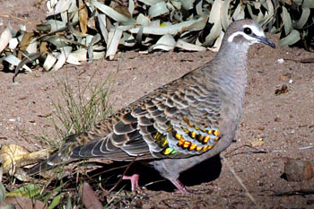 Common Bronzewing