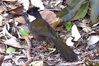 Eastern Whipbird