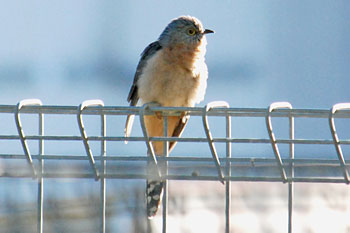 Fan-tailed Cuckoo