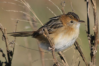 Golden-headed Cisticola