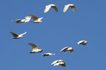 Little Corella