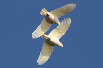 Little Corella