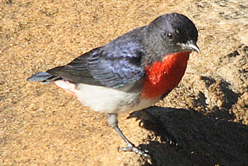 Mistletoebird