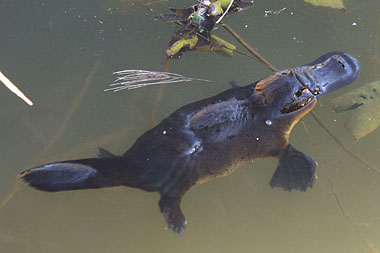 Platypus