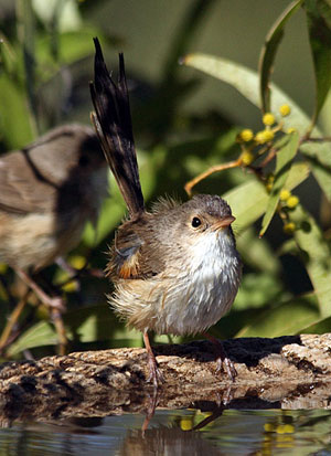 Red-backed Fairywren