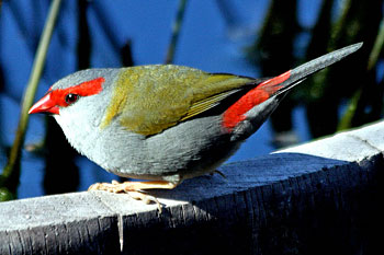 Red-browed Finch