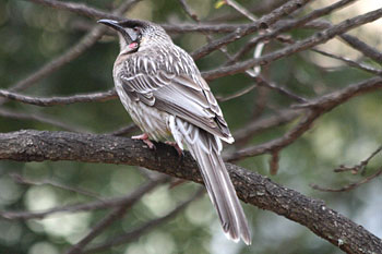 Red Wattlebird