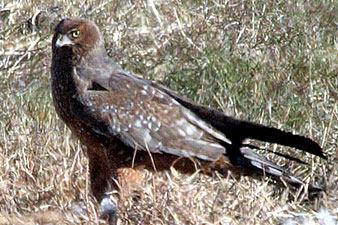 Spotted Harrier