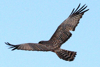 Spotted Harrier