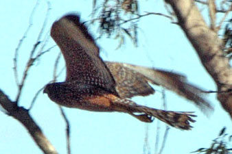 Spotted Harrier