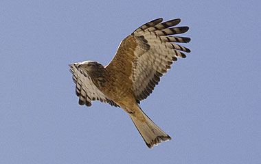 Square-tailed Kite