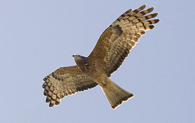 Square-tailed Kite