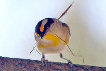 Striated Pardalote