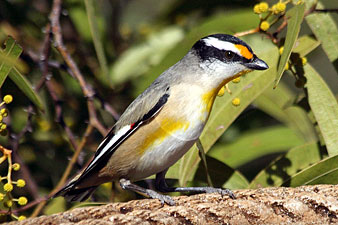 Striated Pardalote