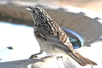 Striped Honeyeater