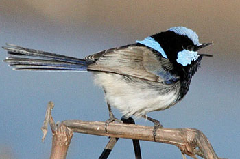 Superb Fairywren