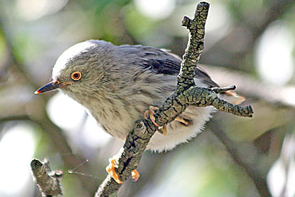 Varied Sittella