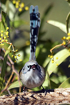 Variegated Fairywren