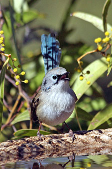 Variegated Fairywren