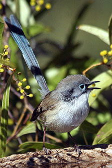 Variegated Fairywren