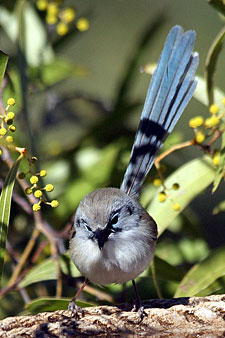 Variegated Fairywren