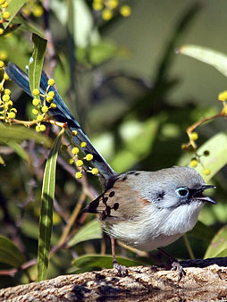 Variegated Fairywren