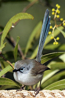 Variegated Fairywren