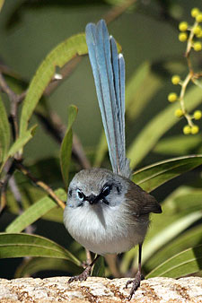 Variegated Fairywren