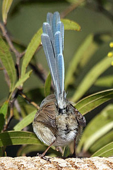 Variegated Fairywren