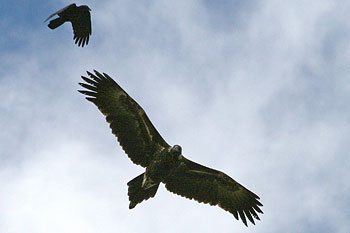 Wedge-tailed Eagle