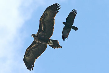 Wedge-tailed Eagle