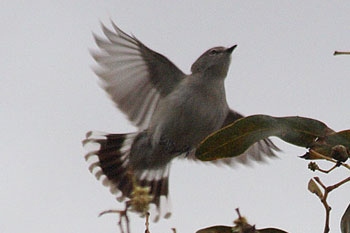 Western Gerygone