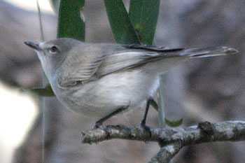 Western Gerygone