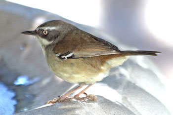 White-browed Scrubwren