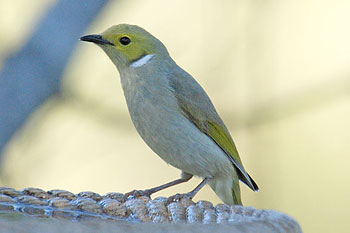 White-plumed Honeyeater