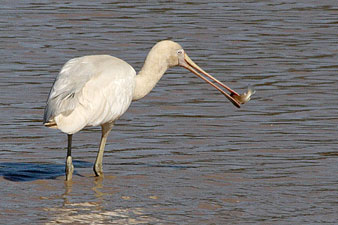 Yellow-billed Spoonbill