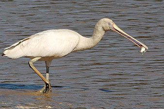 Yellow-billed Spoonbill