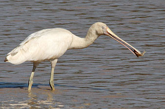 Yellow-billed Spoonbill