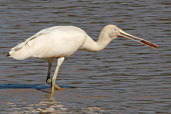 Yellow-billed Spoonbill