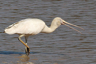 Yellow-billed Spoonbill