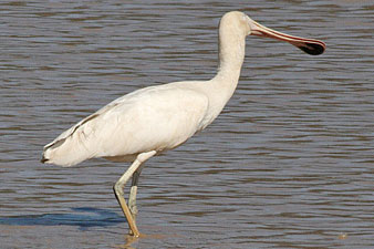 Yellow-billed Spoonbill