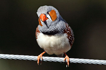 Zebra Finch