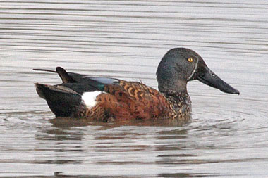 Australasian Shoveler