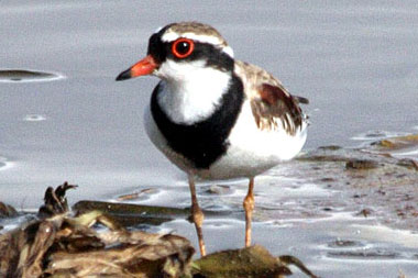 Black-fronted Dotterel