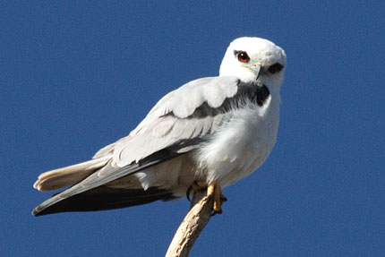 Black-shouldered Kite